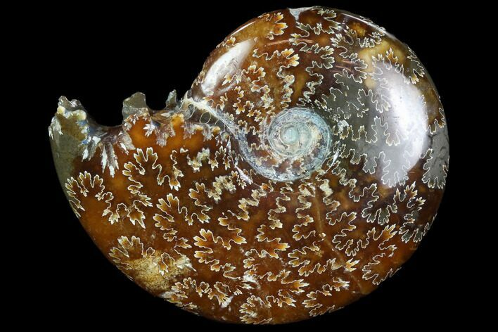 Polished, Agatized Ammonite (Cleoniceras) - Madagascar #97322
